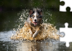 Biegnący, Pies, Border collie, Woda