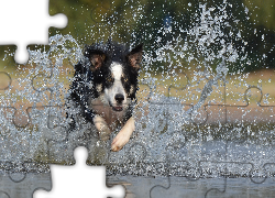 Border collie, Woda