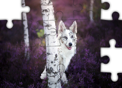 Border collie, Las, Brzozy, Wrzos