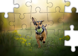 Pies, Piłeczka, Łąka, Trawa, Kwiaty