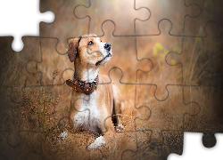 Leżący, Pies, Trawa