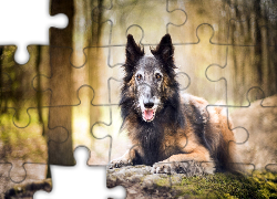 Leżący, Pies, Mech