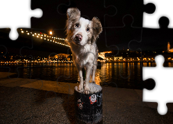 Pies, Miasto, Światła, Noc