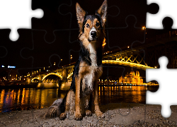 Pies, Noc, Most, Oświetlenie