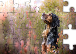 Pies, Łąka, Kwiaty