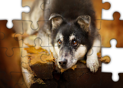 Pies, Ławka, Liście