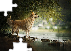 Pies, Woda, Brzeg, Kamienie, Drzewo, Liście