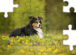 Pies, Łąka, Kwiaty