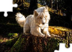 Biały, Pies, Drzewa, Pniak