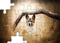 Pies, Drzewo, Konar, Rośliny, Rozmyte, Tło