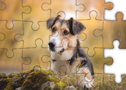 Pies, Trawa, Rozmycie