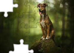 Piesek, Kundelek, Omszały, Pień