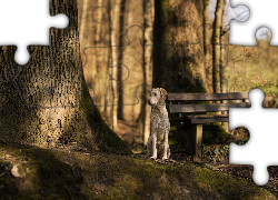 Pies, Ławka, Drzewa