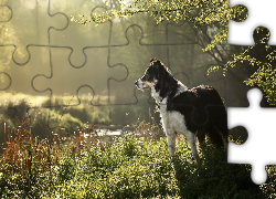 Łąka, Rzeka, Rośliny, Pies