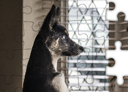 Pies, Mordka, Uszy, Okno