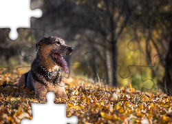 Pies, Obroża, Pysk, Jęzor, Polana, Liście