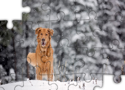 Rudy, Pies, Zima, Śnieg