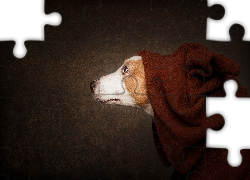 Pies, Głowa, Sweter