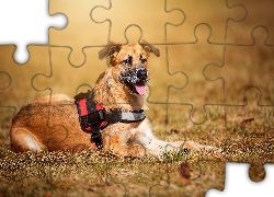 Pies, Język, Trawa, Szelki