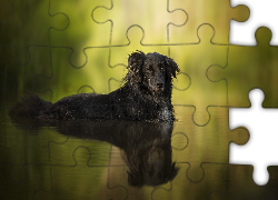 Pies, Woda, Rozmyte, Tło