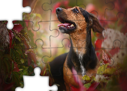 Pies, Mordka, Liście, Zarośla