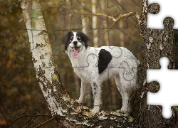 Las, Drzewo, Brzoza, Pies