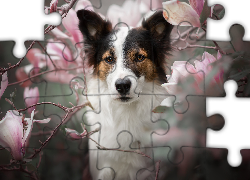 Pies, Spojrzenie, Kwiaty, Magnolie