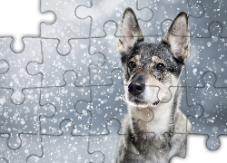 Pies, Padający, Śnieg