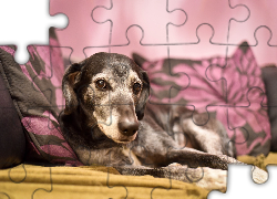 Pies, Kanapa, Poduszki