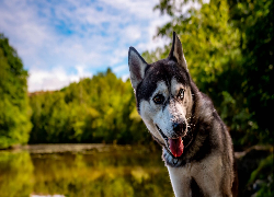 Pies, Kolorowe, Oczy, Heterochromia, Siberian husky