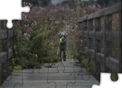 Pies, Piłeczka, Mostek, Rośliny, Kwiaty