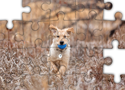 Pies, Obroża, Piłka, Trawa