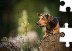 Pies, Mordka, Drzewo, Kłoda, Roślinki