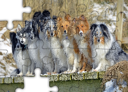 Psy, Owczarki szetlandzkie, Kundelki