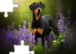 Pies, Pinczer miniaturowy, Kwiaty