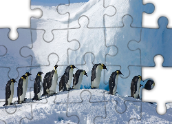 Zima, Śnieg, Ptaki, Pingwiny cesarskie