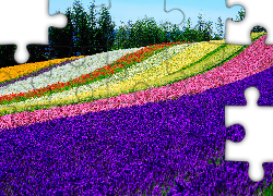 Pole, Kolorowe, Kwiaty, Tomita Farm, Nakafurano, Hokkaido, Japonia