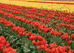 Kwiaty, Tulipany, Czerwone, Żółte, Plantacja