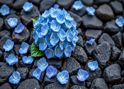 Kwiaty, Niebieskie, Hortensja, Płatki, Czarne, Kamienie