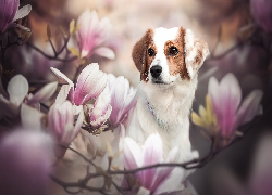 Pies, Płochacz, Spojrzenie, Kwiaty, Magnolie