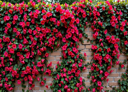 Mur, Cegły, Kwiaty, Pnące, Czerwone, Grafika AI