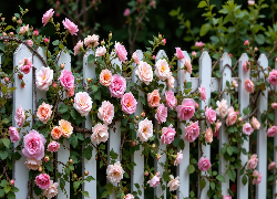 Płot, Biały, Kolorowe, Róże