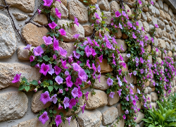 Mur, Kamienie, Pnące, Purpurowe, Kwiaty
