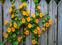 Pnące, Żółte, Kwiaty, Płot, Sztachety