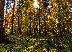 Las, Drzewo, Słońce, Jesień