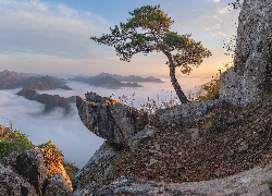 Góry, Skały, Mgła, Sosna, Pochylona