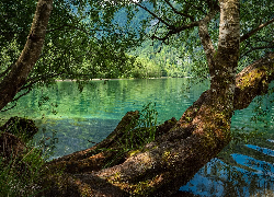 Austria, Salzkammergut, Ebensee, Jezioro Offensee, Drzewa