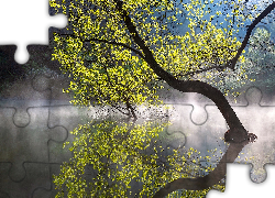 Drzewo, Jezioro, Woda, Mgła