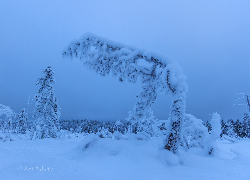 Zima, Las, Zaśnieżone, Drzewa, Zaspy
