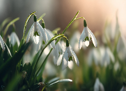 Pochylone, Przebiśniegi, Białe, Kwiaty, Grafika AI